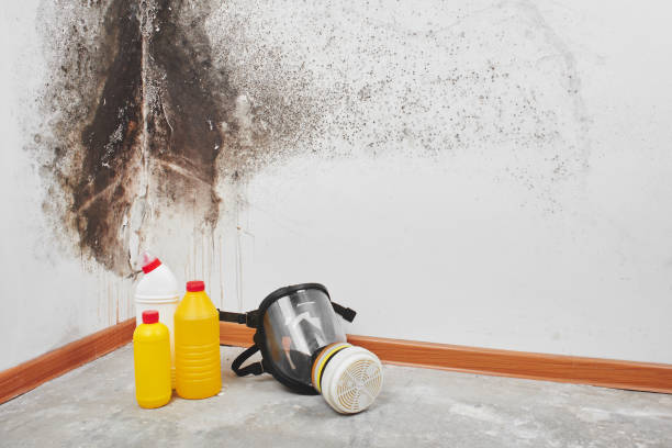 Best HVAC Mold Remediation in Prosper, TX