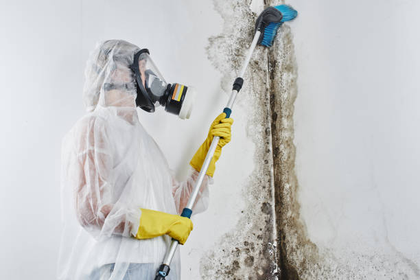 Best Health and Safety Mold Remediation in Prosper, TX