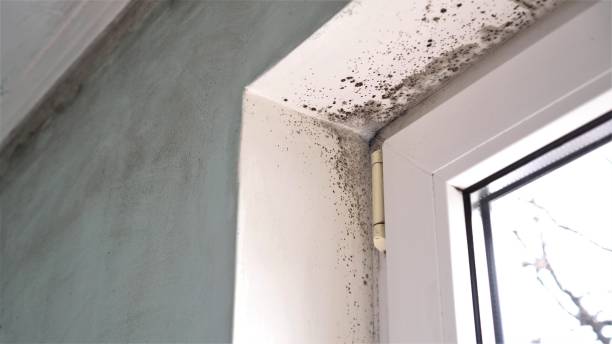 Best Residential Mold Remediation in Prosper, TX
