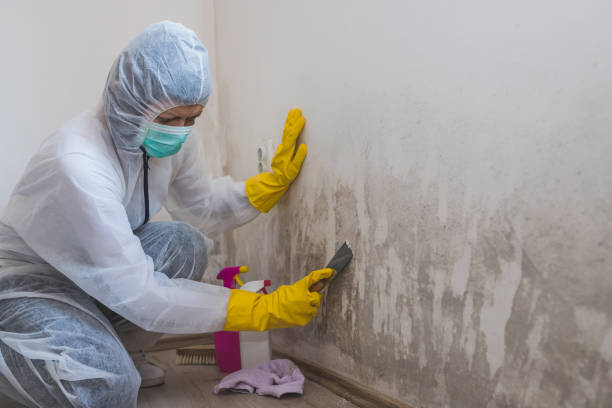 Best Commercial Mold Remediation in Prosper, TX
