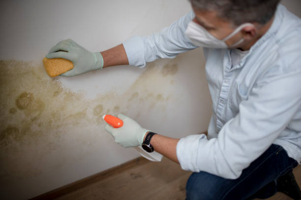 Best Black Mold Remediation in Prosper, TX
