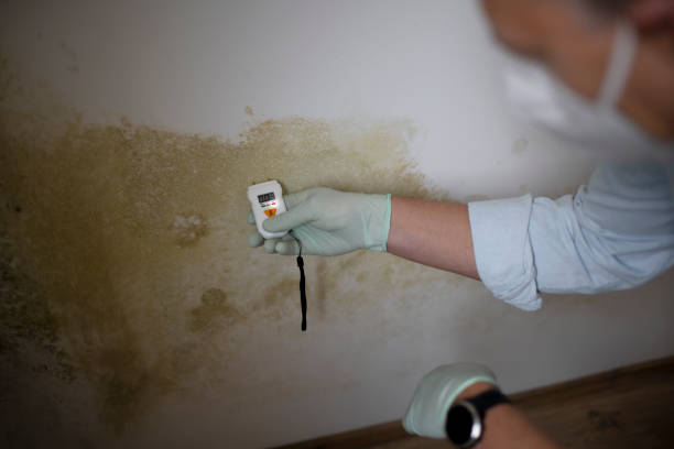 Best Mold Remediation for Schools in Prosper, TX