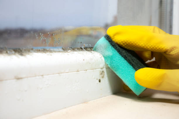 Best Basement Mold Remediation in Prosper, TX