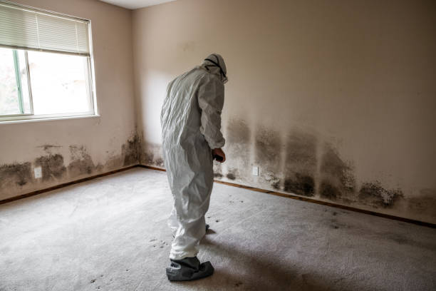 Best Black Mold Remediation in Prosper, TX