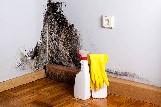 Best Bathroom Mold Remediation in Prosper, TX