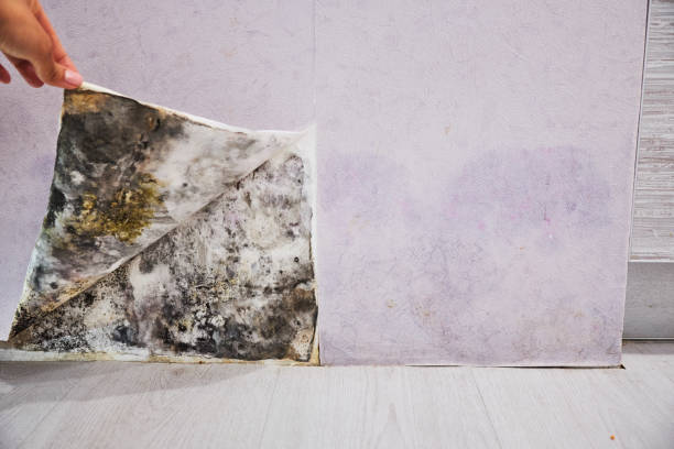 Reliable Prosper, TX Mold Remediation Solutions
